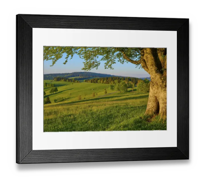 Framed Print : A large tree stands at the edge of a wide green meadow with rolling hills in the background