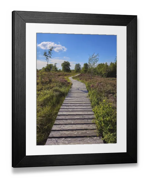 Framed Print : A wooden path leads through a wide Framed Print : A wooden path leads through a wide