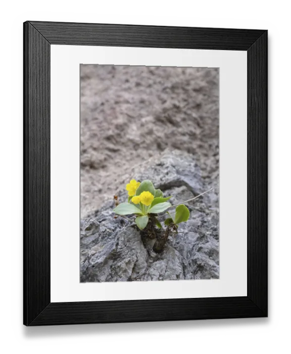 Framed Print : Auricle or Platenigl (Primula auricula)