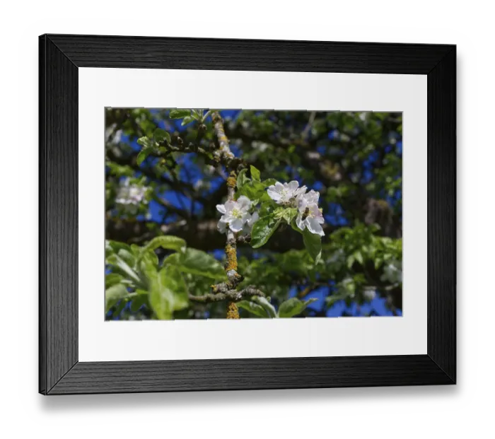 Framed Print : Apple blossom (Malus domestica) in an orchard on a very old apple tree