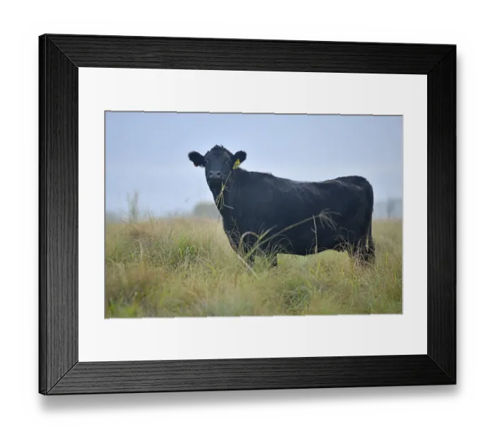 Framed Print : A Wagyu beef heifer eating pasture on a farm in the South Brunett