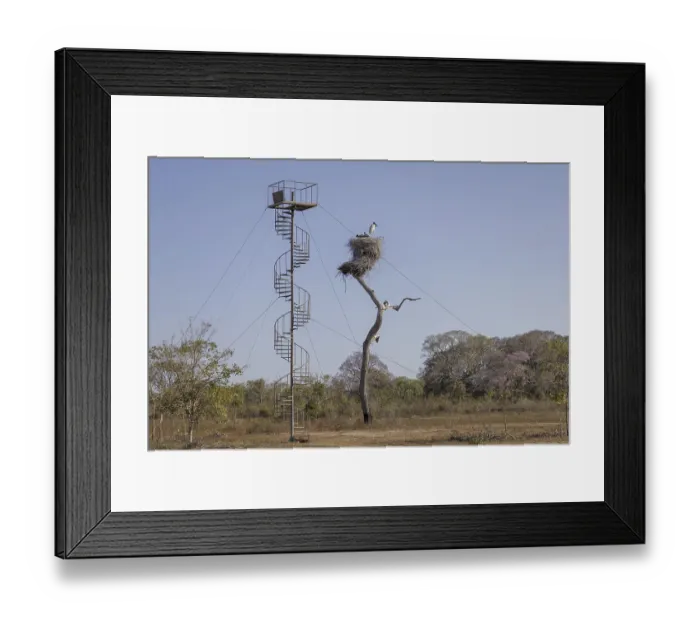 Framed Print : Jabiru (Jabiru mycteria), nest with observation tower