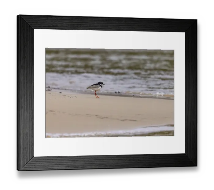 Framed Print : Cayenne lapwing (Hoploxypterus cayanus)