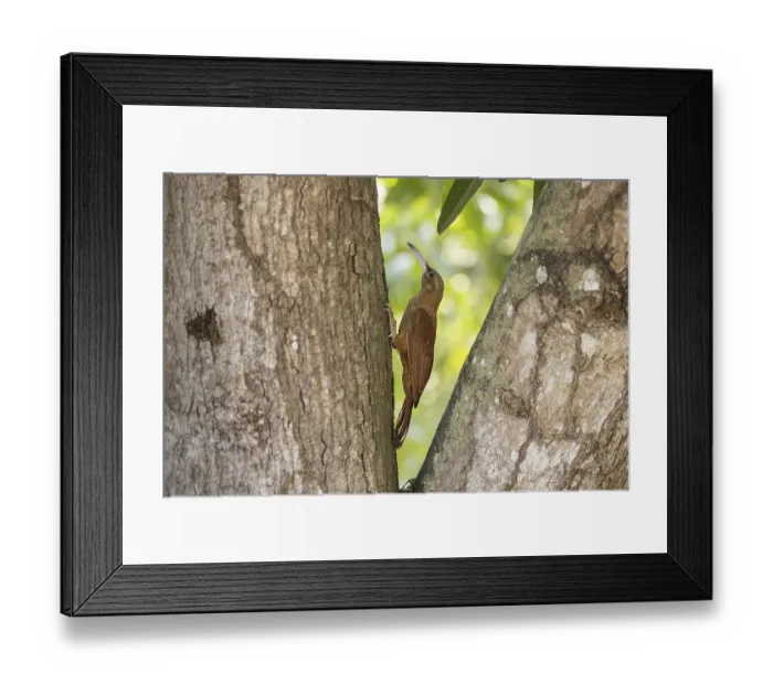 Framed Print : Giant Woodcreeper (Xiphocolaptes major)
