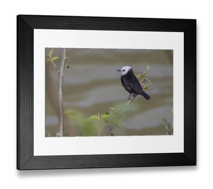Framed Print : Marsh Tyrant (Arundinicola leucocephala)