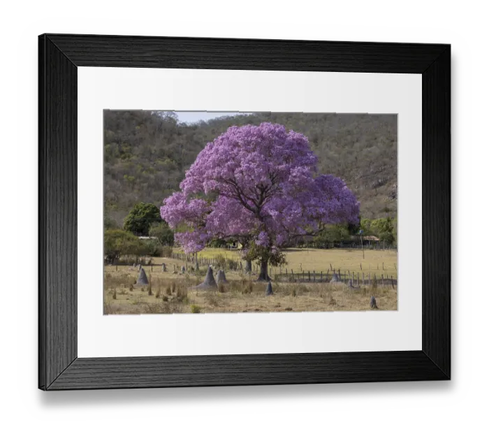 Framed Print : Pink Ipe tree (Handroanthus impetiginosus)
