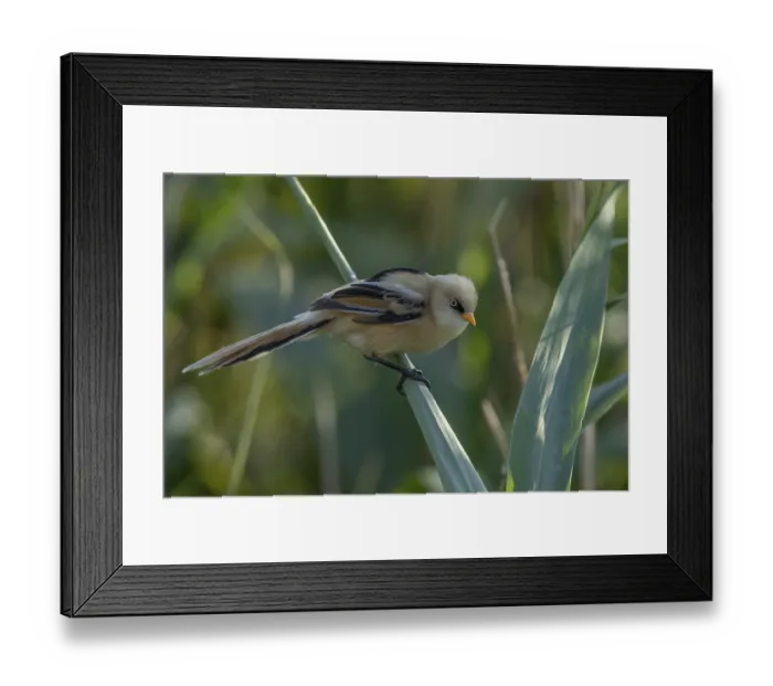 Framed Print : Bearded Tit (Panurus biarmicus) Framed Print : Bearded Tit (Panurus biarmicus)