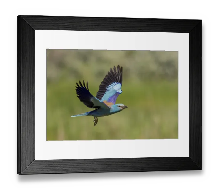 Framed Print : European Roller (Coracias garrulus) Framed Print : European Roller (Coracias garrulus)