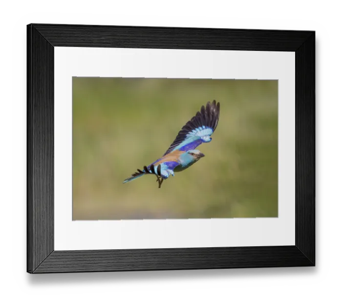 Framed Print : European Roller (Coracias garrulus)