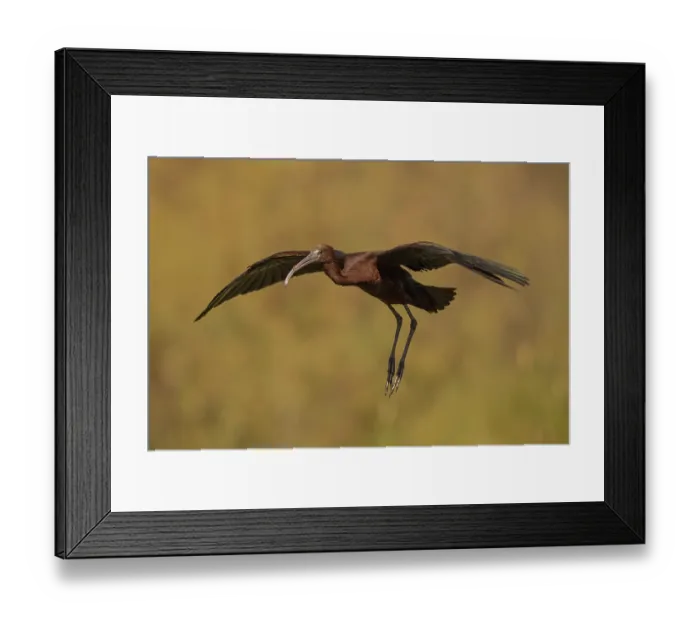 Framed Print : Glossy ibis (Plegadis falcinellus) Framed Print : Glossy ibis (Plegadis falcinellus)