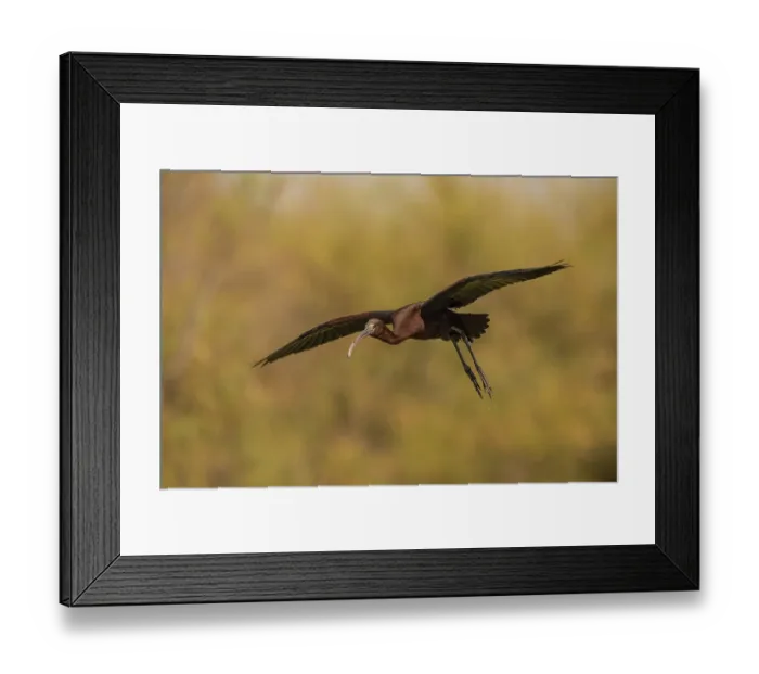 Framed Print : Glossy ibis (Plegadis falcinellus)