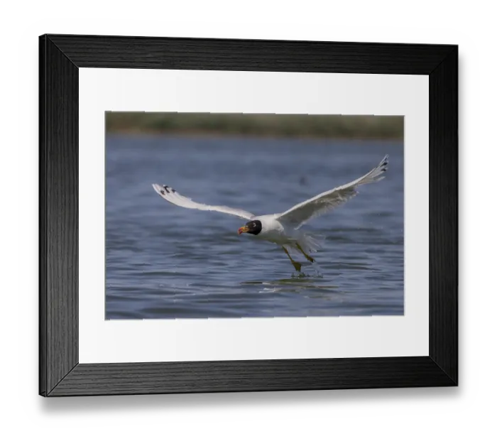 Framed Print : Herring gull (Ichthyaetus ichthyaetus)