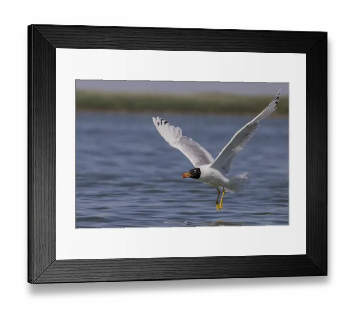 Framed Print : Herring gull (Ichthyaetus ichthyaetus)