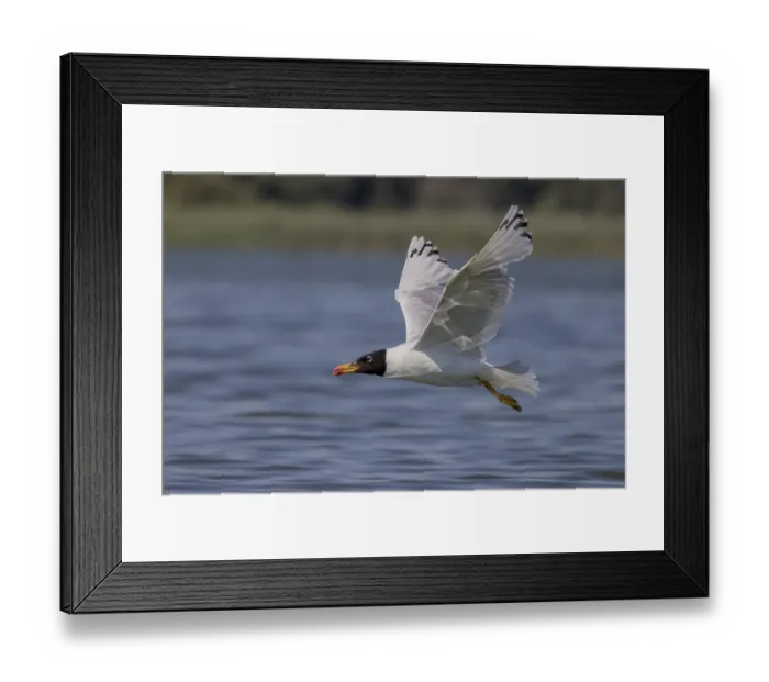 Framed Print : Herring gull (Ichthyaetus ichthyaetus) Framed Print : Herring gull (Ichthyaetus ichthyaetus)