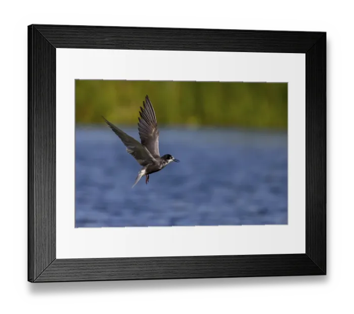 Framed Print : Black Tern (Chlidonias niger), in flight Framed Print : Black Tern (Chlidonias niger), in flight