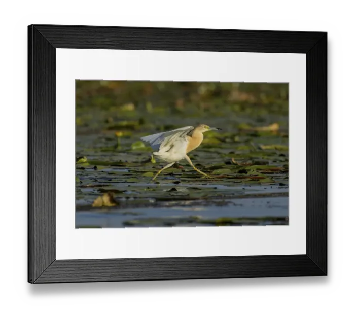 Framed Print : Squacco heron (Ardeola ralloides) Framed Print : Squacco heron (Ardeola ralloides)