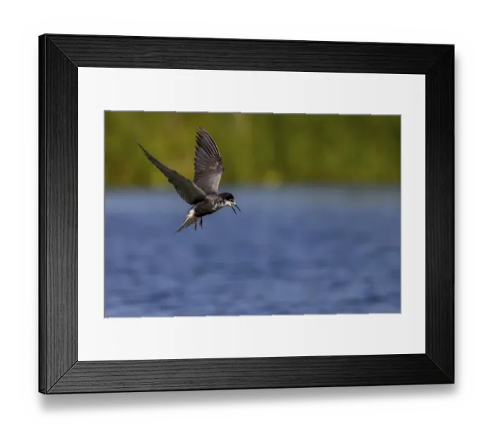 Framed Print : Black Tern (Chlidonias niger), in flight Framed Print : Black Tern (Chlidonias niger), in flight