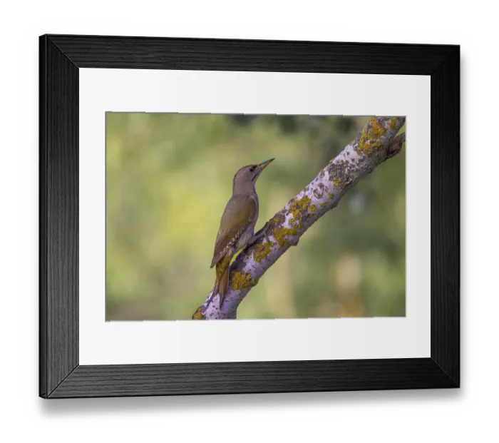 Framed Print : Grey-headed Woodpecker (Picus_canus)