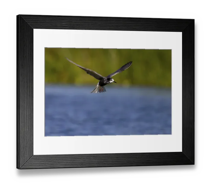 Framed Print : Black Tern (Chlidonias niger), in flight Framed Print : Black Tern (Chlidonias niger), in flight