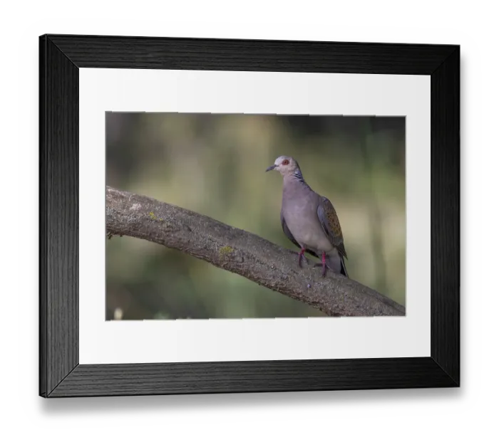 Framed Print : Turtle grape (Streptopelia turtur) Framed Print : Turtle grape (Streptopelia turtur)