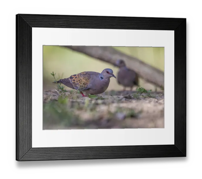 Framed Print : Turtle grape (Streptopelia turtur)