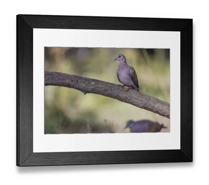 Framed Print : Turtle grape (Streptopelia turtur)
