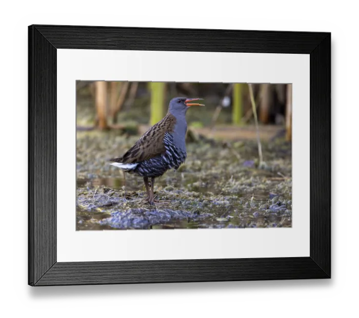 Framed Print : Water rail (Rallus aquaticus), mating call