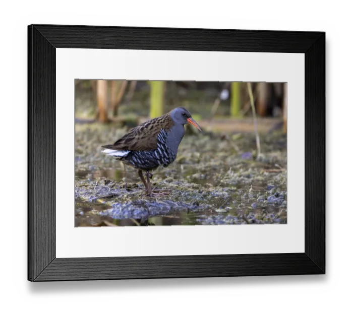 Framed Print : Water rail (Rallus aquaticus), at the edge of a reed