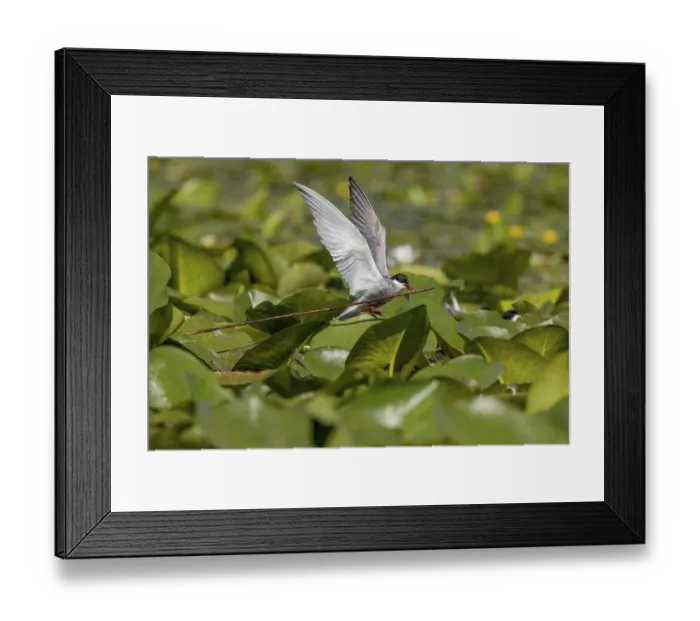 Framed Print : White-bearded Tern (Chlidonias hybrida)