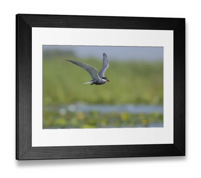 Framed Print : White-bearded Tern (Chlidonias hybrida)