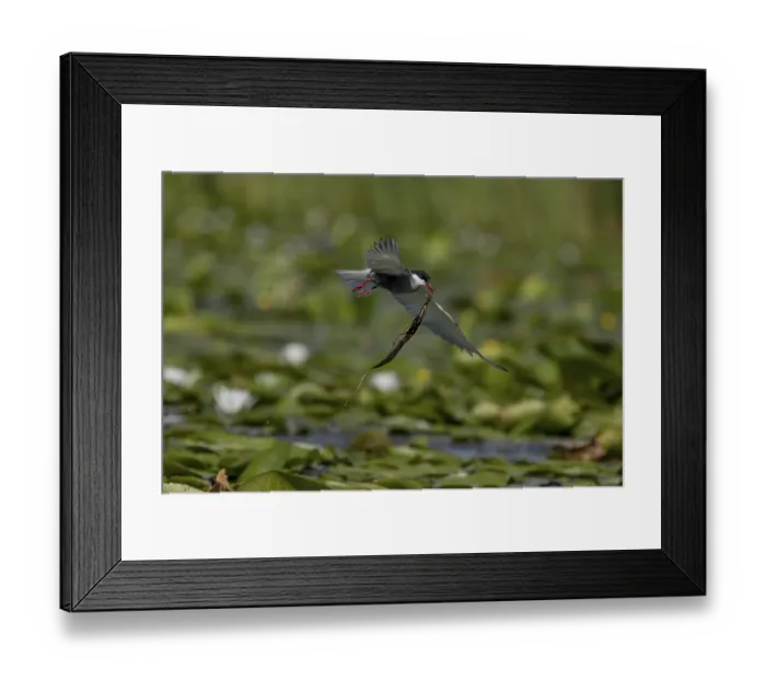 Framed Print : White-bearded Tern (Chlidonias hybrida)