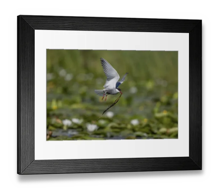 Framed Print : White-bearded Tern (Chlidonias hybrida) Framed Print : White-bearded Tern (Chlidonias hybrida)
