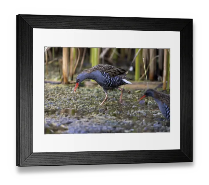 Framed Print : Water rail (Rallus aquaticus), courtship display Framed Print : Water rail (Rallus aquaticus), courtship display