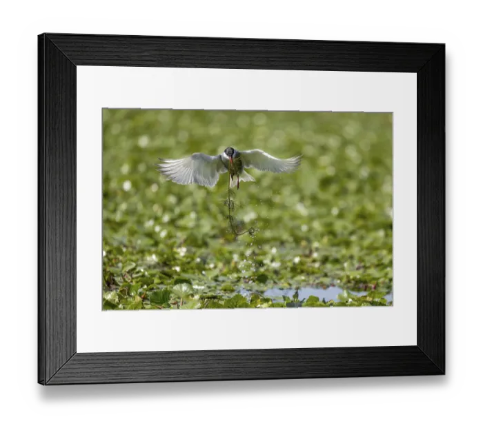 Framed Print : White-bearded Tern (Chlidonias hybrida)