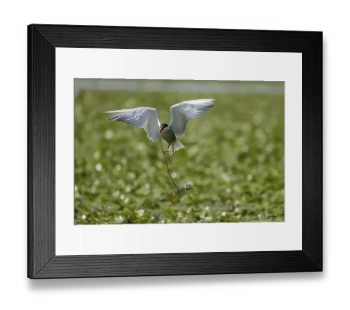 Framed Print : White-bearded Tern (Chlidonias hybrida)