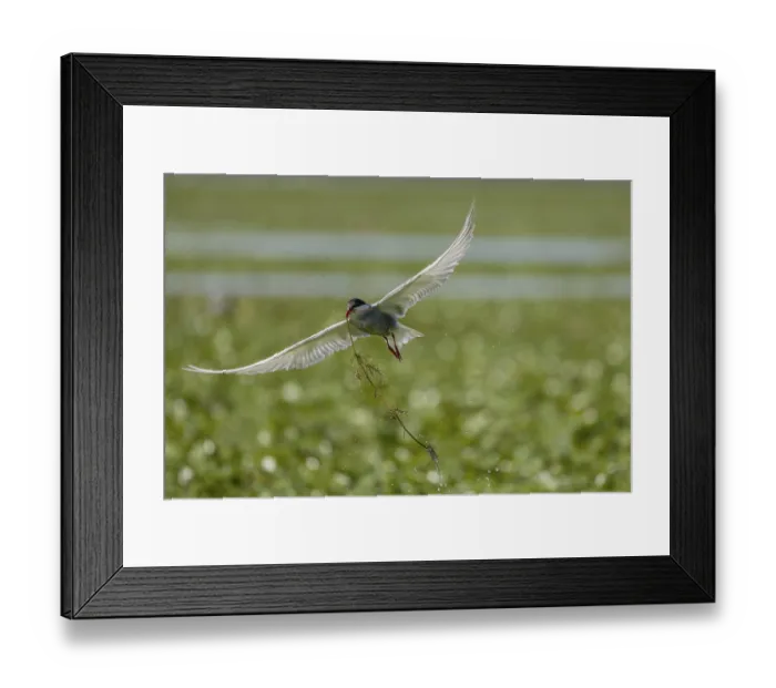 Framed Print : White-bearded Tern (Chlidonias hybrida)