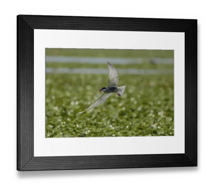 Framed Print : White-bearded Tern (Chlidonias hybrida)