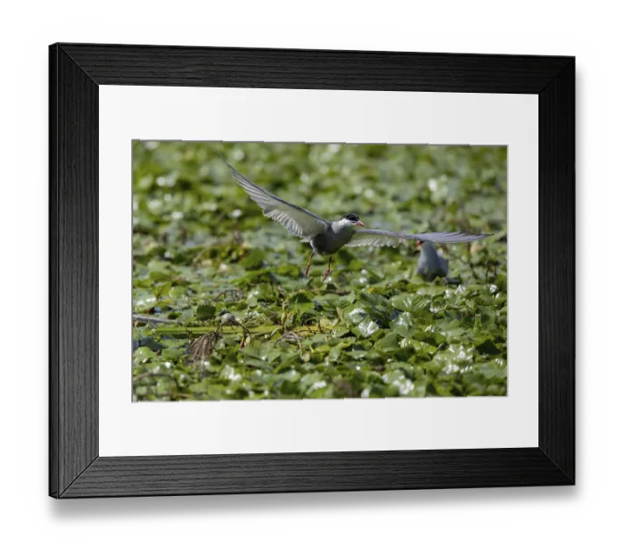 Framed Print : White-bearded Tern (Chlidonias hybrida)