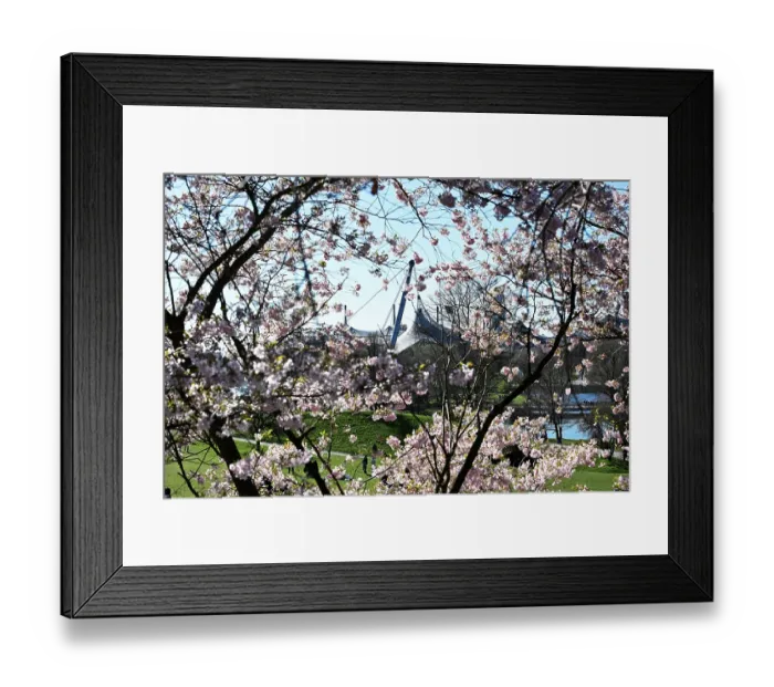 Framed Print : Japanese Cherry, Grannen Cherry Framed Print : Japanese Cherry, Grannen Cherry