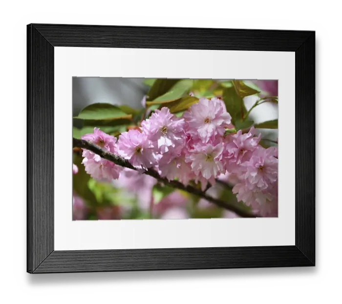 Framed Print : Japanese Cherry, Japanese Blossom Cherry