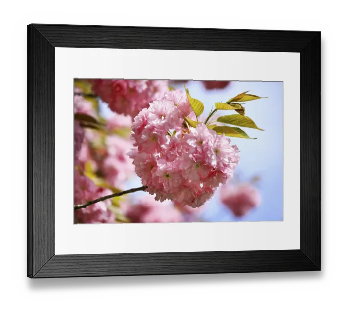 Framed Print : Japanese Cherry, Japanese Blossom Cherry