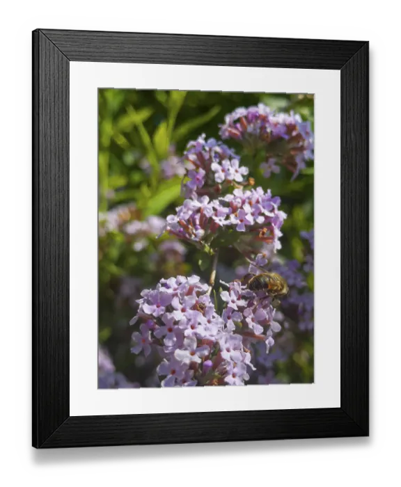Framed Print : Narrow-leaved summer lilac, narrow-leaved butterfly bush (Buddleja alternifolia) Framed Print : Narrow-leaved summer lilac, narrow-leaved butterfly bush (Buddleja alternifolia)
