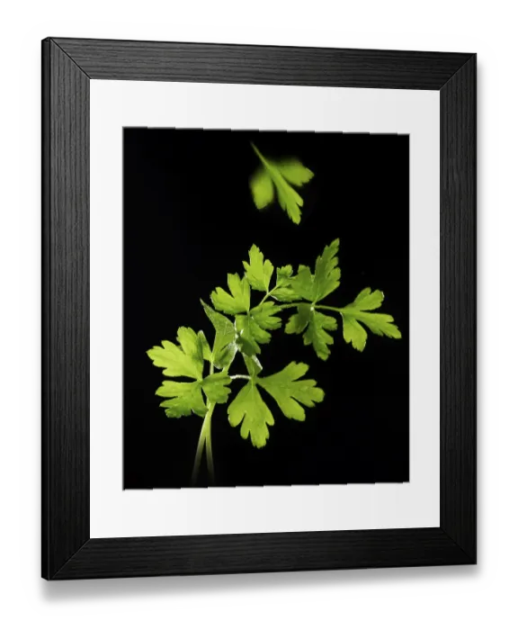 Framed Print : Parsley (Petroselinum crispum) against a black background Framed Print : Parsley (Petroselinum crispum) against a black background