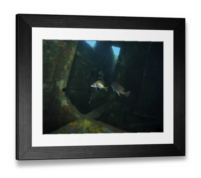 Framed Print : Dark shipwreck under water with passing sea ravens (Sciaena umbra) and blue lighting