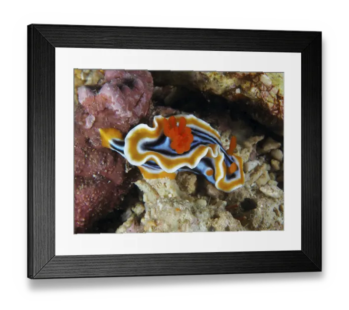 Framed Print : Colourful nudibranch with wavy edges and striped pattern