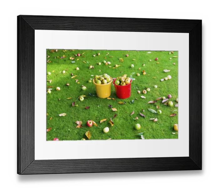 Framed Print : Apples in a meadow orchard