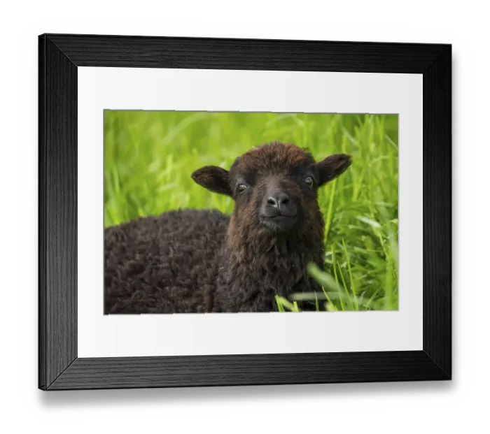 Framed Print : Portrait of a black sheep. Ouessant sheep (Breton dwarf sheep)