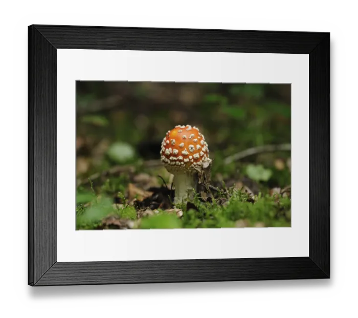 Framed Print : Fly agaric in the forest with green moss Framed Print : Fly agaric in the forest with green moss