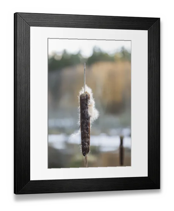 Framed Print : Winterladscape of common bulrus (Typha latifolia) in a swamp