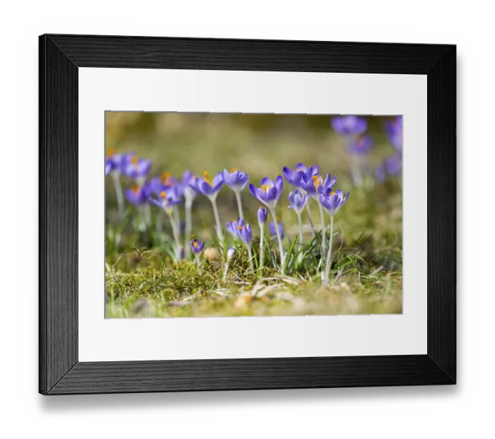 Framed Print : Flowering crocuses (Crocus) in the garden in springtime on a sunny day Framed Print : Flowering crocuses (Crocus) in the garden in springtime on a sunny day